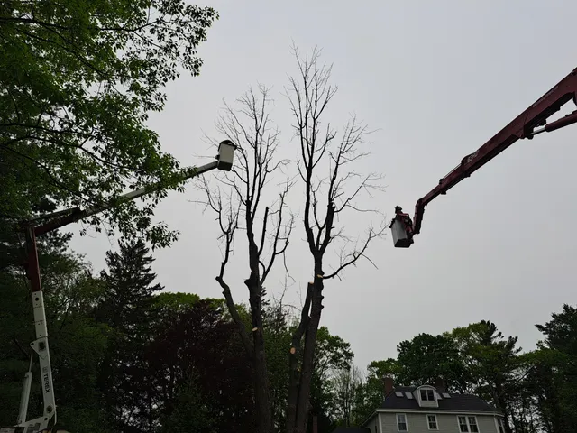 Tree service project detail photo 1