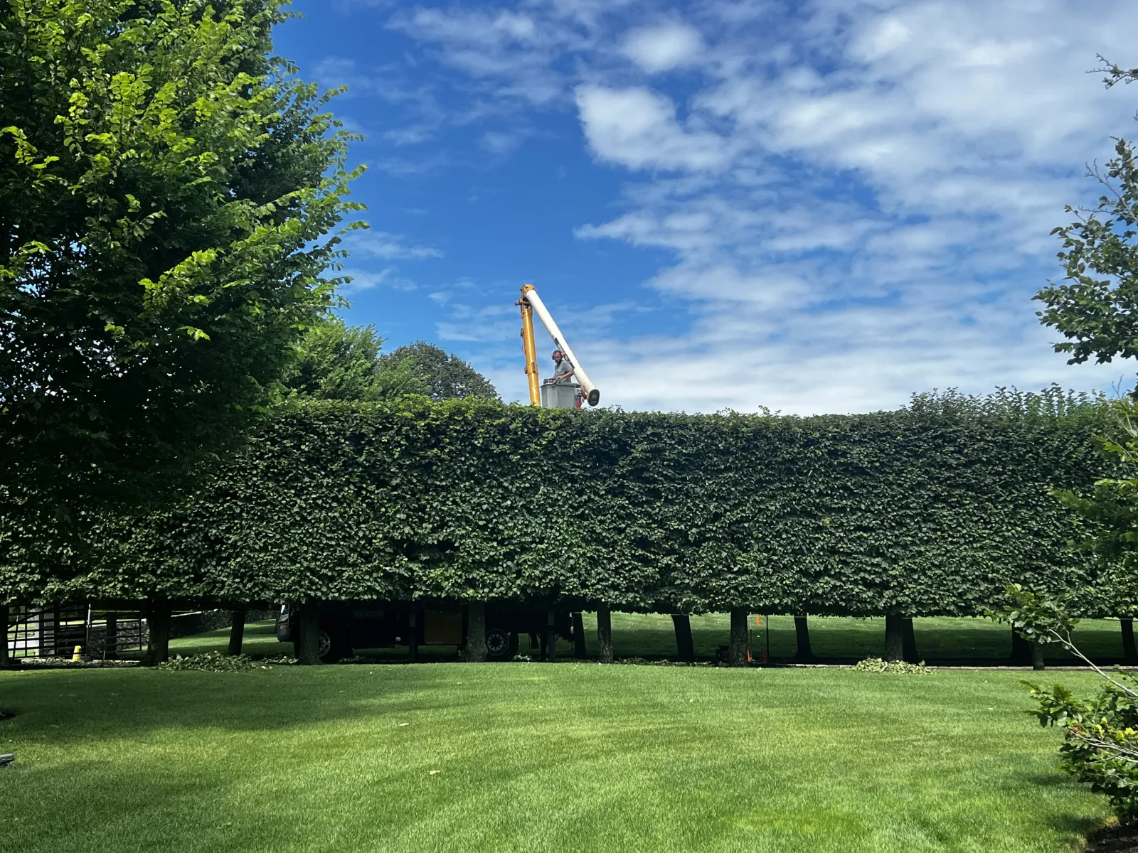work photo from arborscapetree.com