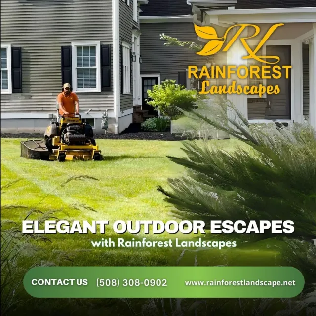 Elegant Outdoors Rainforest Landscape
