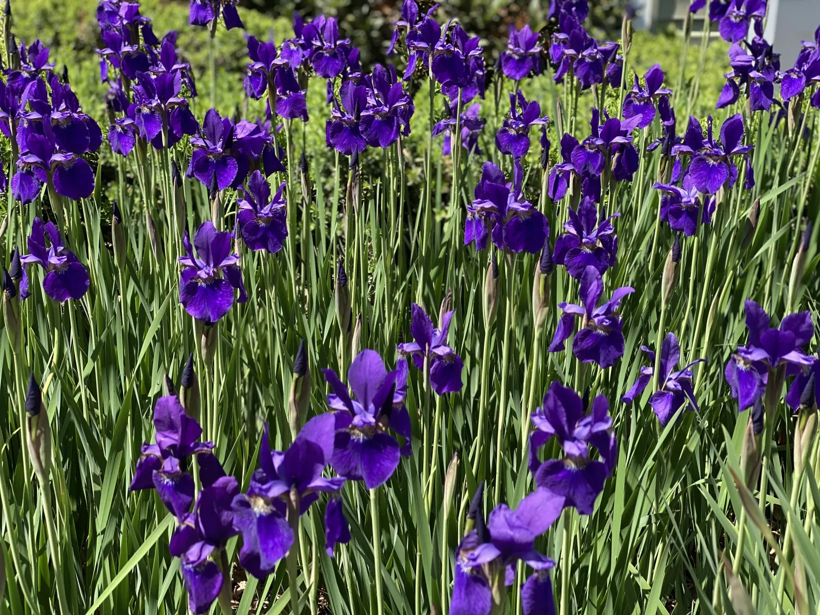 Siberian iris in bloom along the garden edge