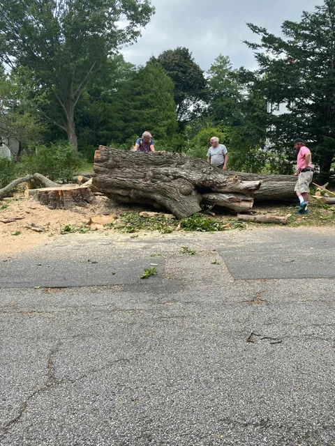 Pelletier Tree Service work photo
