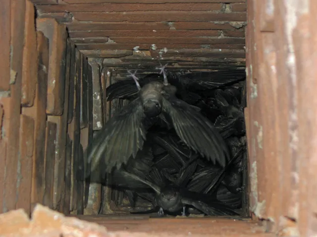 work photo from worcesterchimneyservice.com