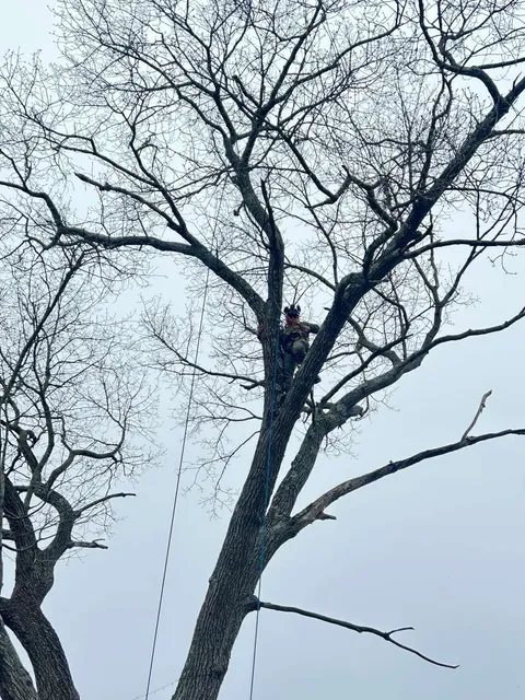 Monteros Tree Service & Landscaping