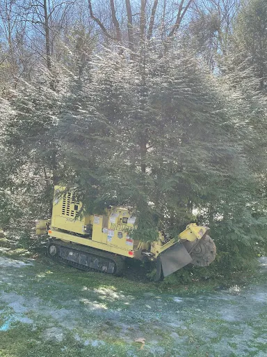 Bartlett Tree Experts work photo