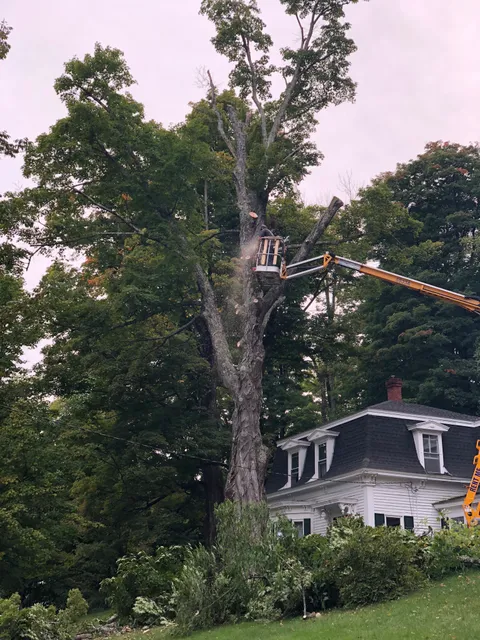 J.H. Sennott Tree Service work photo