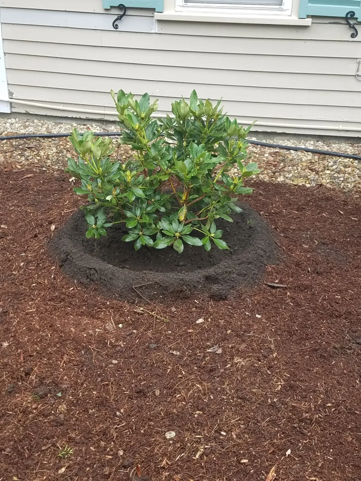 Small green shrub in a mulched bed beside a house with beige siding.