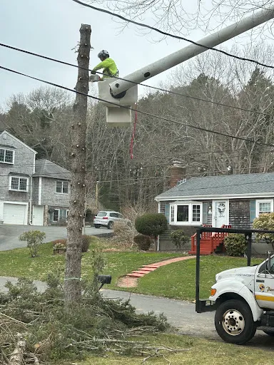 Paradise Landscape & Tree Removal. work photo
