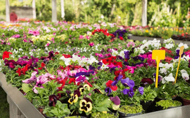 Greenhouse Flower Annuals
