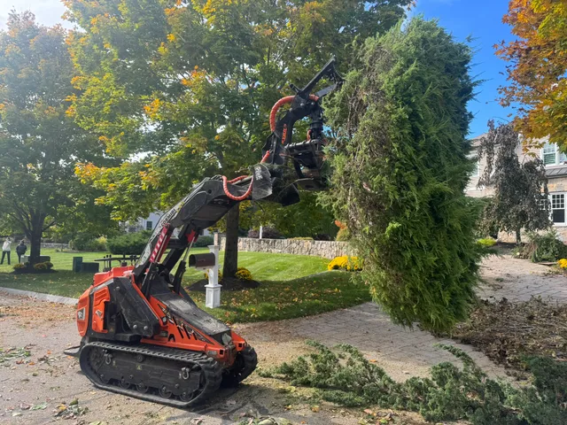 Dover Country Trees work photo