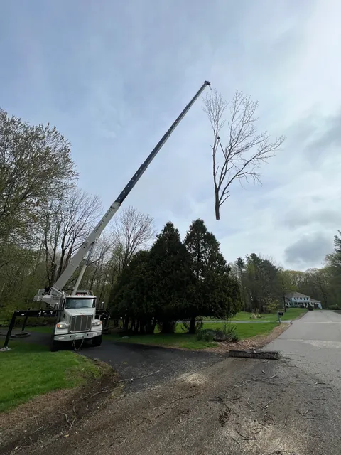 Cedar Run Tree Company work photo