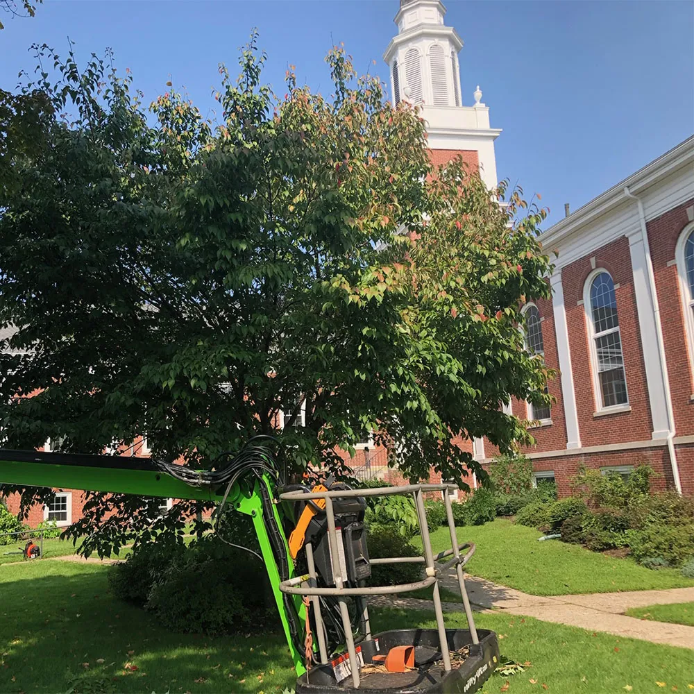 Pro Tree Service researched project photo