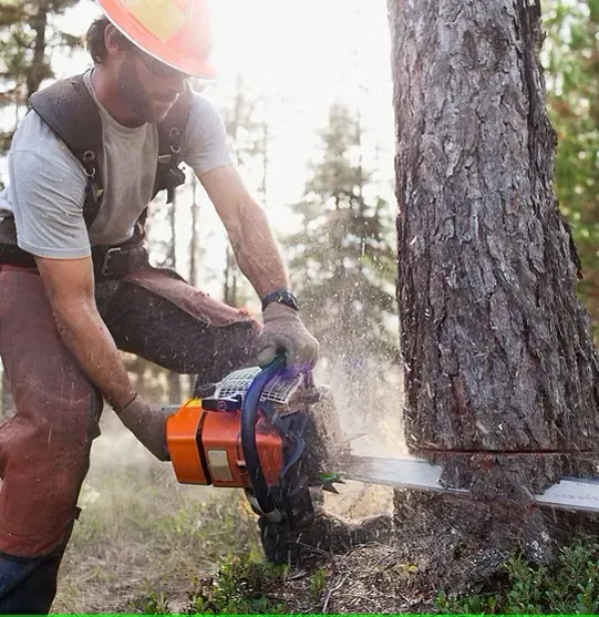 Tree Cutting