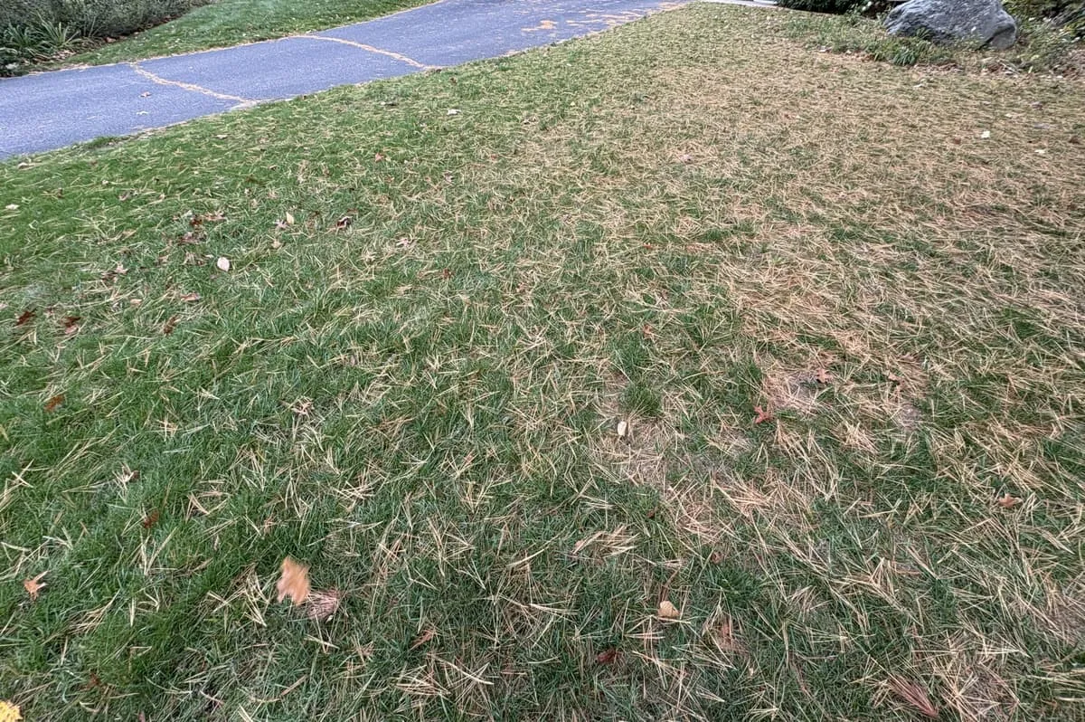 Drought and heat stress lawn recovery — completed project showing restored green turf
