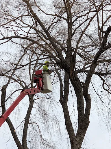 Aspen Tree Service work photo