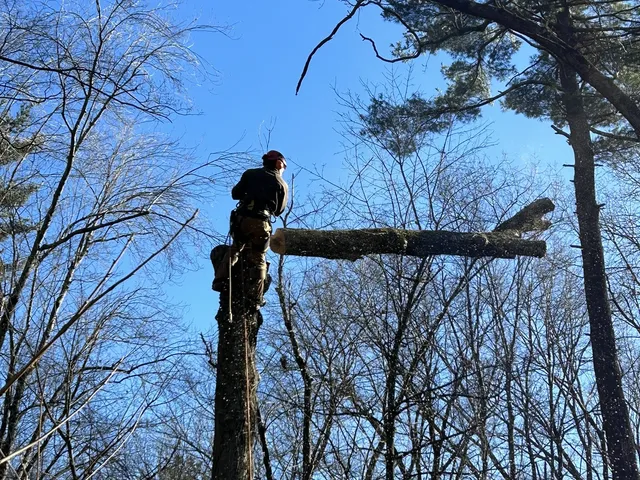 Kirley's Tree Services work photo