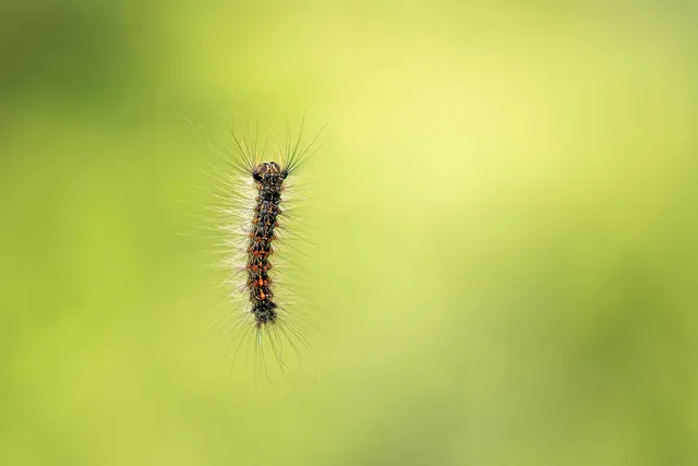 Gypsy-Moth-&-Winter-Moth-Damage-in-Northern-New-England