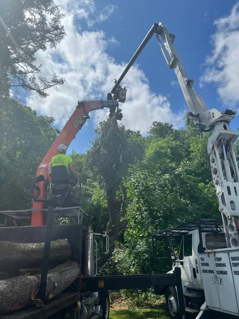 Stately Tree Service work photo