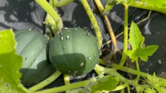 Nature's Defense Organic Tick and Mosquito Control