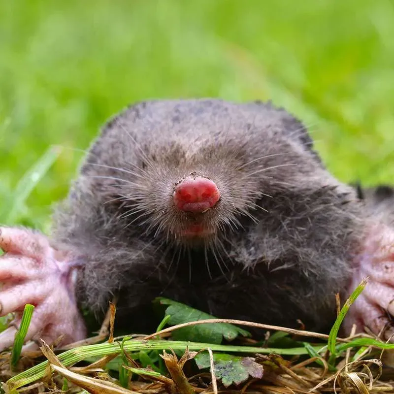 Mole lying on grass, close-up view of face.