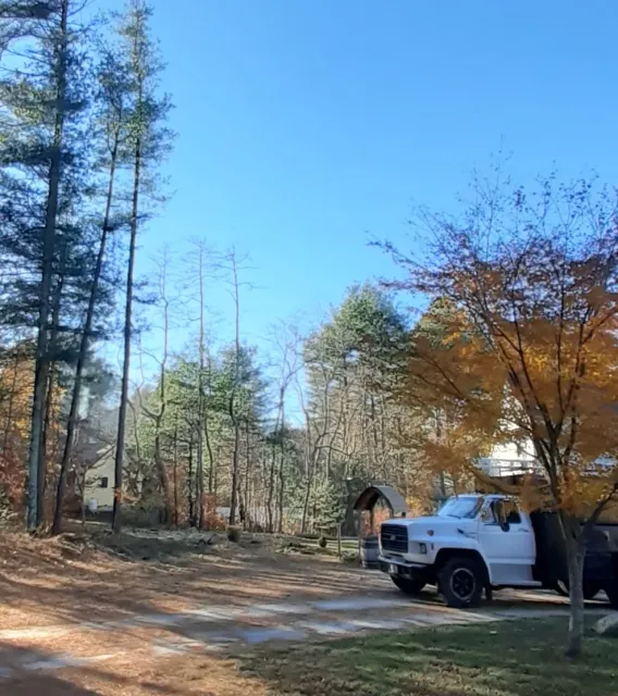 Forest Management & Clearing - After