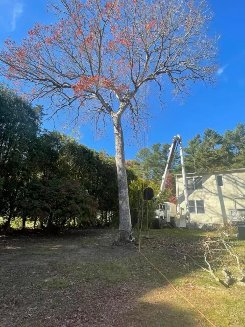Enhance your home's curb appeal with our expert shrub trimming service, ensuring healthy growth and impeccable shape. Trust our skilled professionals to maintain the beauty and vitality of your landscape effortlessly. for Robery's Tree Service in West Wareham, MA