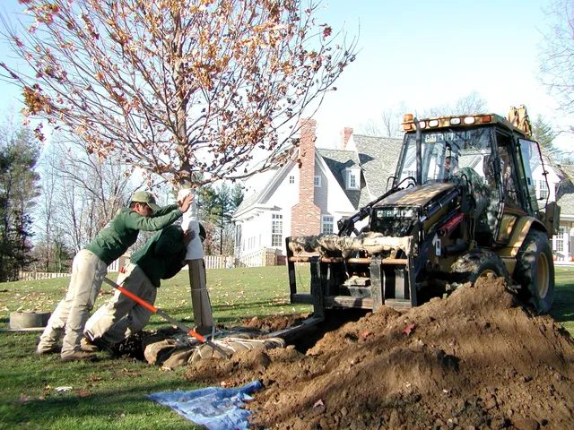Two people are planting a tree using a backhoe in a suburban yard. A house with a red chimney is in the background.
