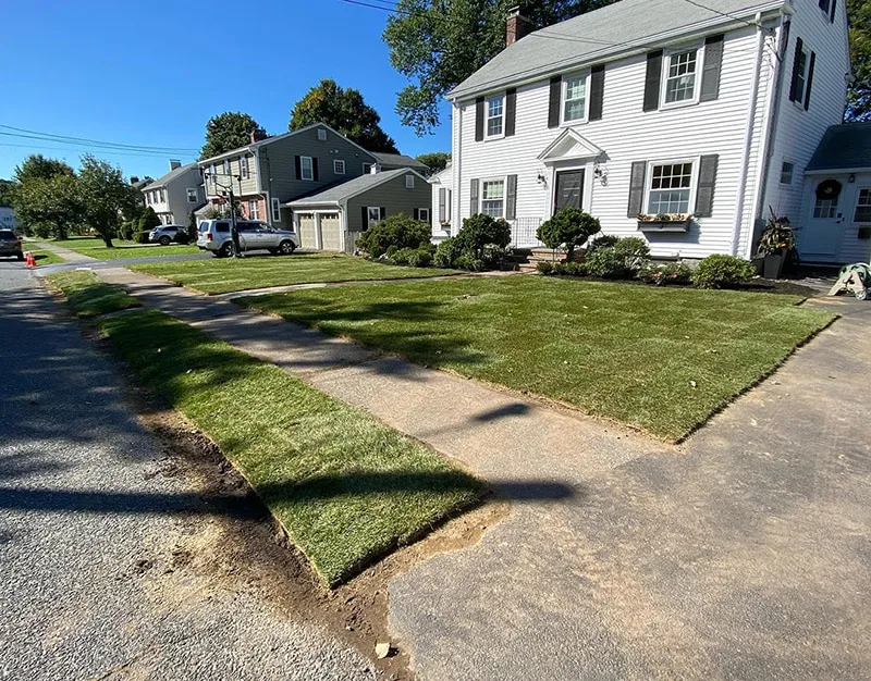 Lawn Replacement After