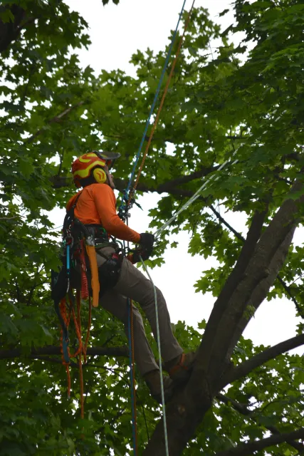 work photo from northernberkshiretreecare.com