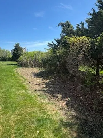 A grassy yard borders a row of bushes and trees under a clear blue sky.