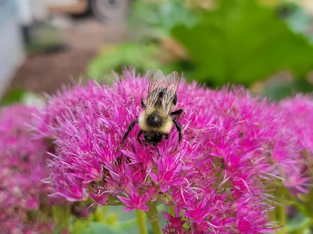 Honey Bee Organic Gardening & Landscape work photo