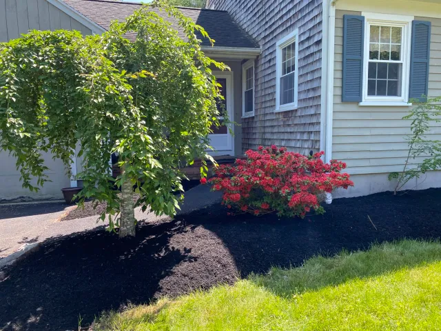 Front yard of a house with a weeping tree and red flowering bush, wooden siding and shutters, and a path leading to the entrance.
