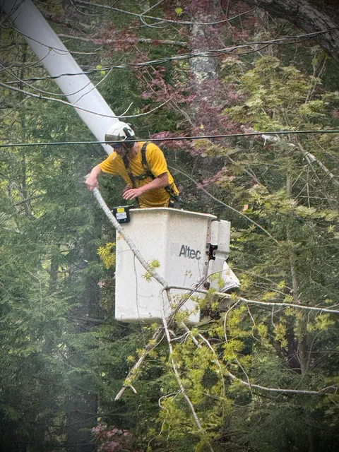 Bart Flanagan Tree Service work photo