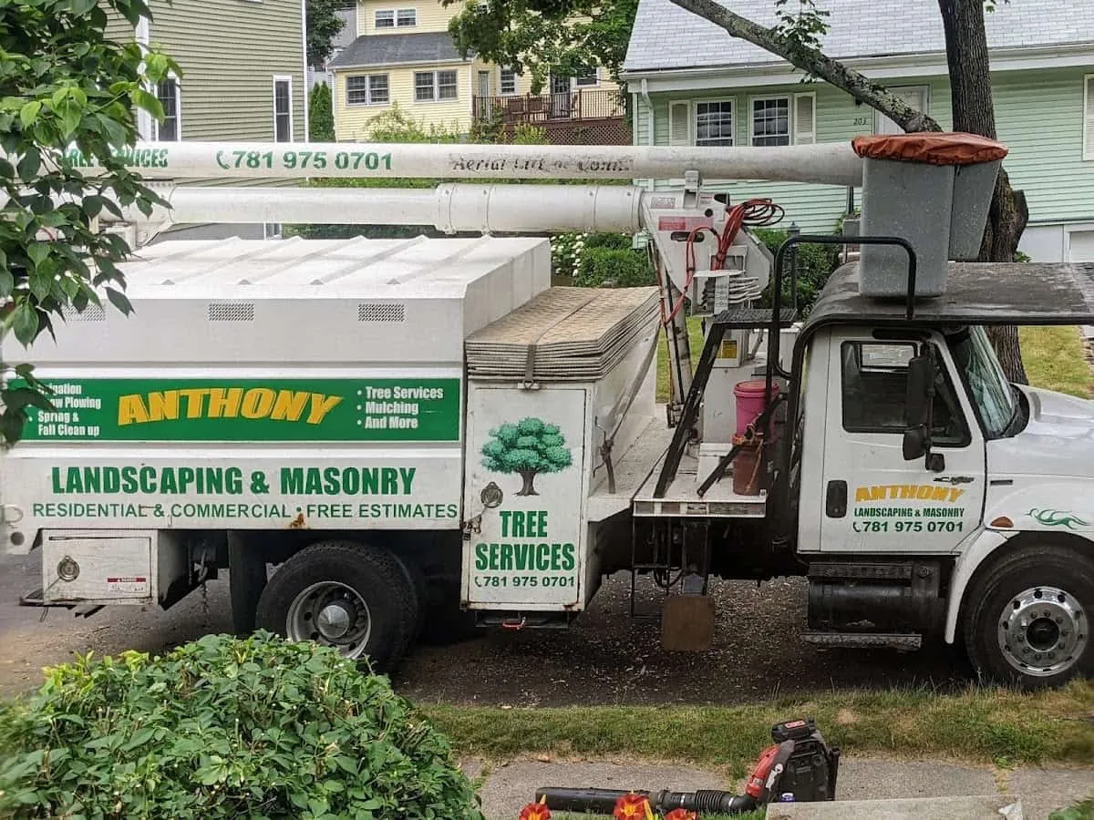 Tree Services In Lynn MA