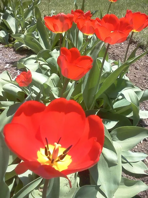 Red tulips blooming in a garden with green leaves and sunlit soil