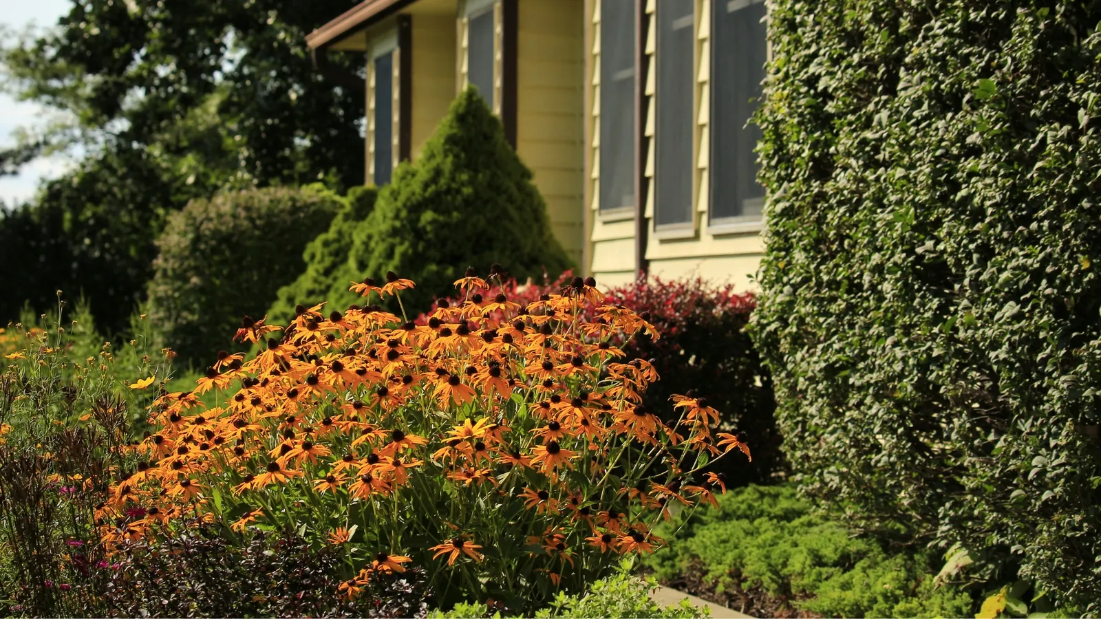 Native flowers and plants outside a home in Massachusetts