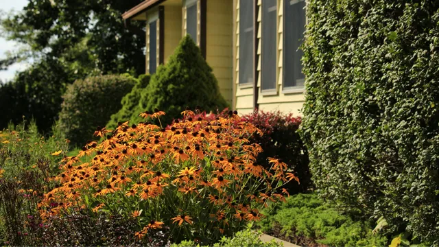 Native flowers and plants outside a home in Massachusetts