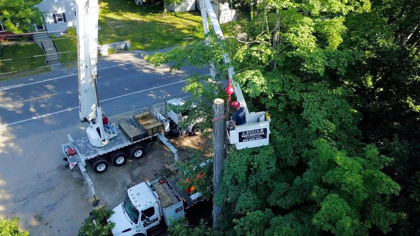 J. Bonin Tree Services, LLC verified work photo