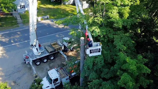 J. Bonin Tree Services, LLC verified work photo
