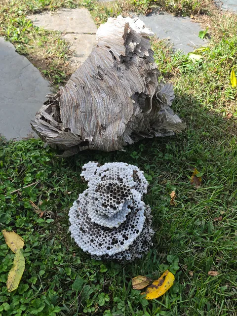 Bethwood Pest Elimination work photo