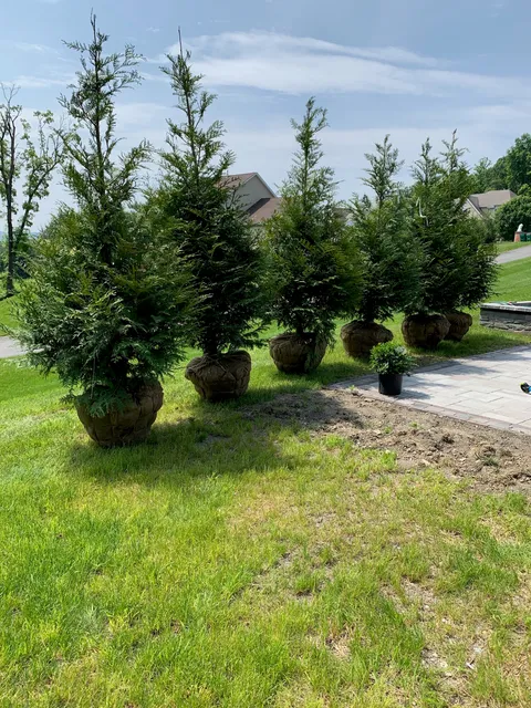 J. Coletti & Sons Tree Service, LLC work photo