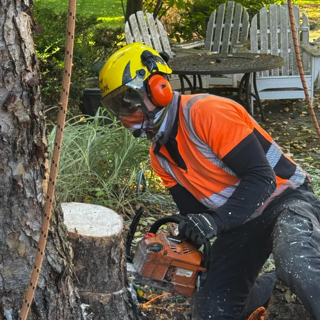 CG Arborist Services work photo
