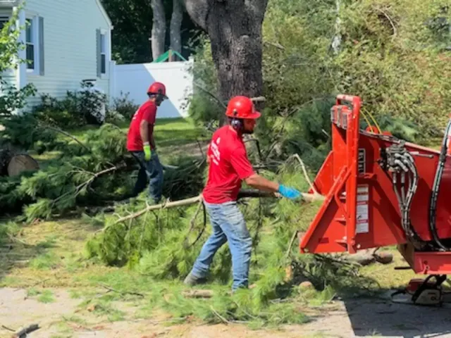 Professional Tree Removal Company