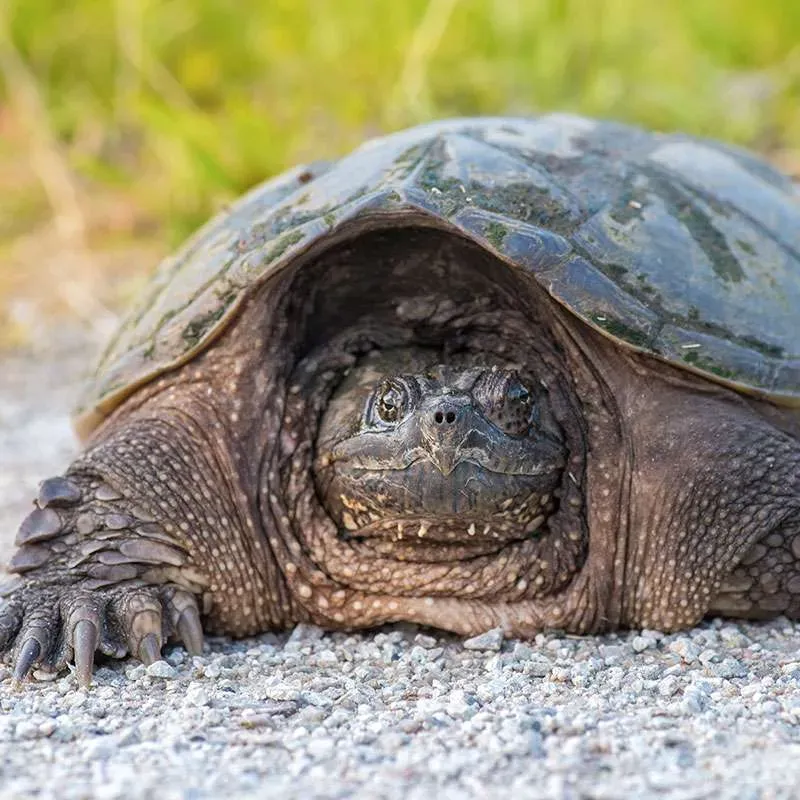 Close-up of a snapping turtle on gravel path.
