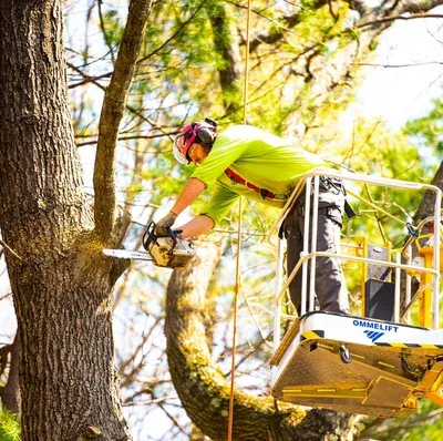 tree care crew lift pruning 2