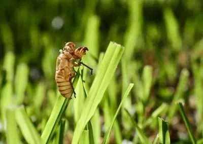 how can I protect my trees from cicadas in Newton