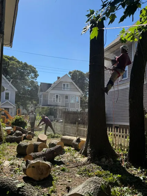 work photo from emltreeservices.com
