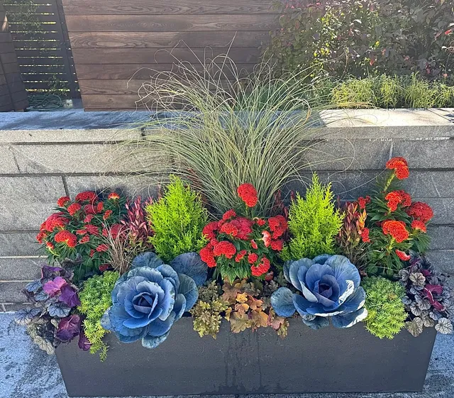 Fall planter trough with Ornamental Kale, Celosia, and Ornamental Grasses at a commercial property in MetroWest Boston