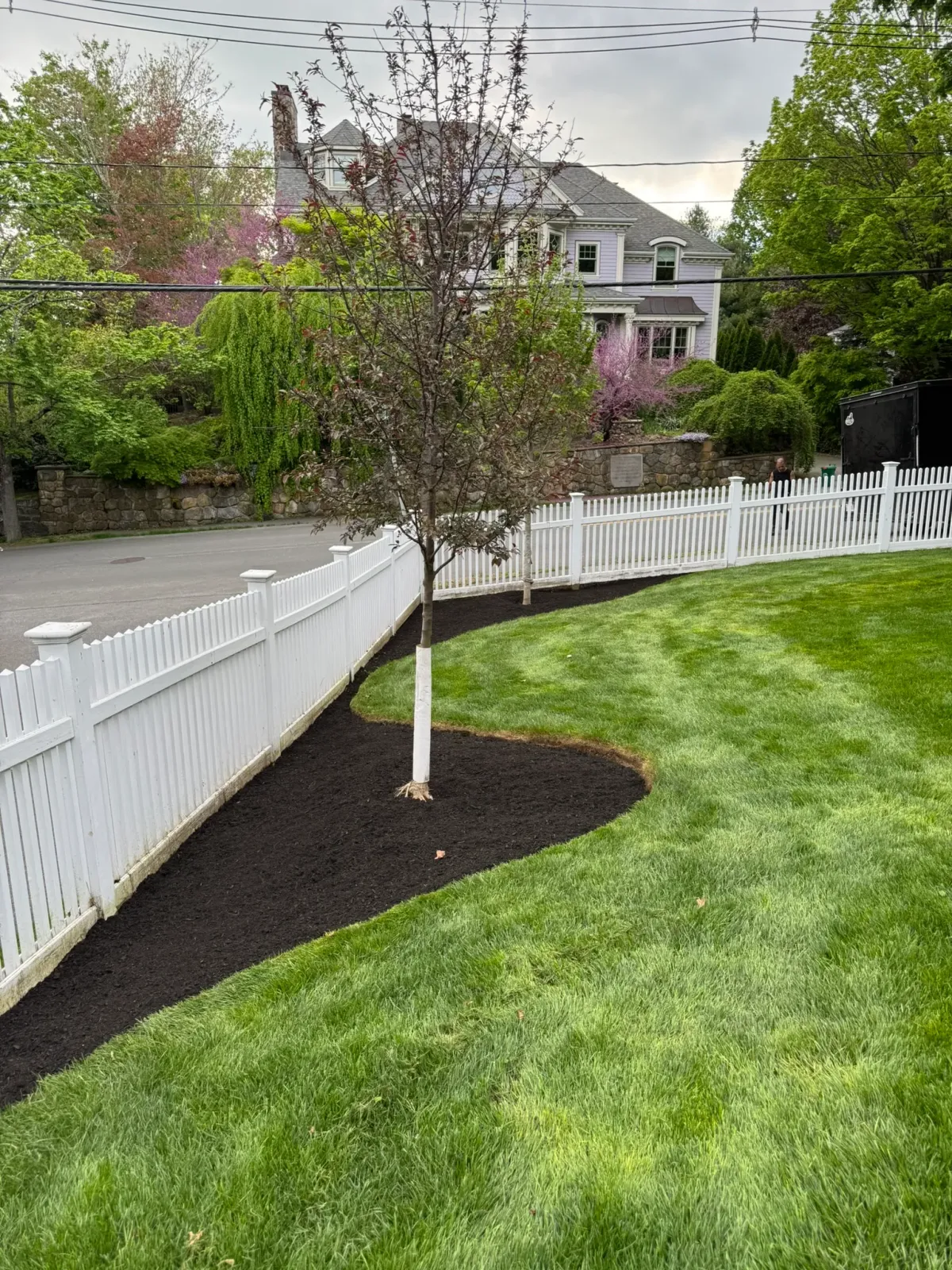 A young tree with a clean mulch ring and crisp bed edging beside a white fence