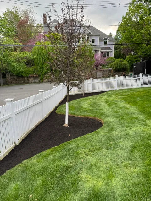 A young tree with a clean mulch ring and crisp bed edging beside a white fence
