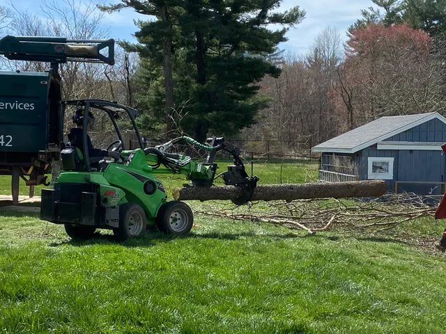 Cameron Pierce Tree Services work photo